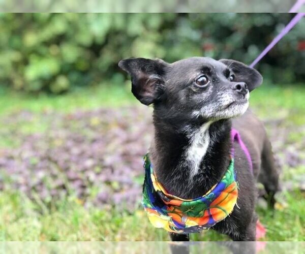 Medium Photo #3 Chihuahua-Unknown Mix Puppy For Sale in WESTHAMPTON, MA, USA