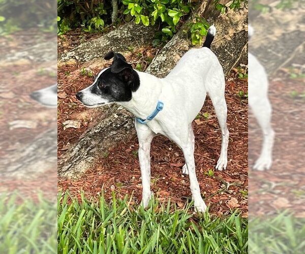 Medium Photo #3 Rat Terrier Puppy For Sale in Plantation, FL, USA