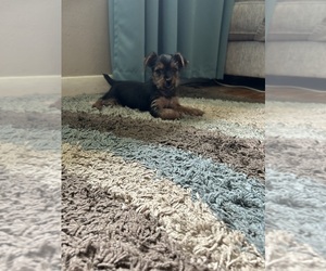 Yorkshire Terrier Puppy for sale in VIRGINIA BEACH, VA, USA
