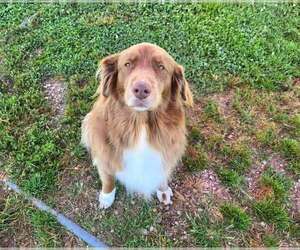 Annie O - Female Australian Shepherd Dog for Adoption - Photo #2