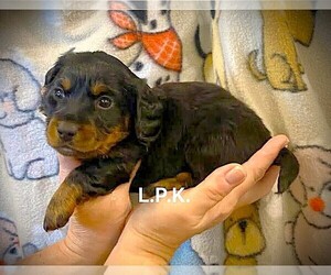 Dachshund Puppy for sale in WINNSBORO, LA, USA