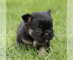 Small #5 French Bulldog
