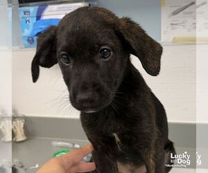 Labrador Retriever-Unknown Mix Dogs for adoption in Washington, DC, USA