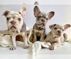 French Bulldog Litter for sale in Surrey, British Columbia, Canada