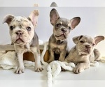 Small French Bulldog
