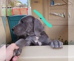 Small Photo #29 Great Dane Puppy For Sale in OGDEN, UT, USA
