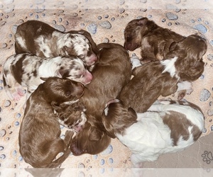 Aussiedoodle Litter for sale in ALLEN, TX, USA