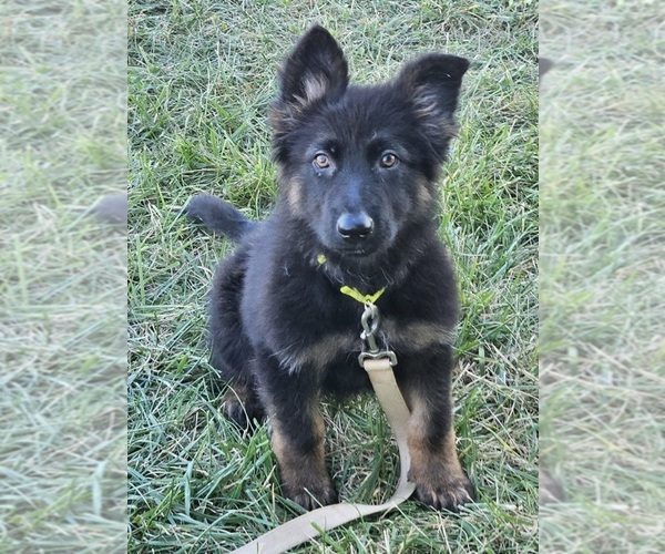 Medium Photo #3 German Shepherd Dog Puppy For Sale in EOLIA, MO, USA
