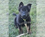Shadow - Female German Shepherd Dog Puppy for Sale - Photo #3