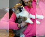 Small #7 Pembroke Welsh Corgi