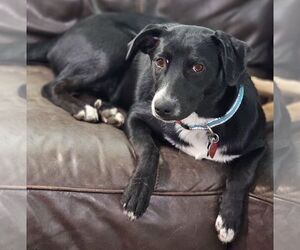 Labrador Retriever-Unknown Mix Dogs for adoption in Minneapolis, MN, USA