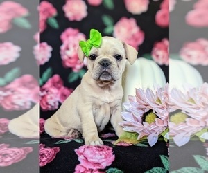 Medium French Bulldog