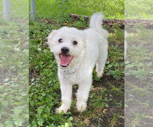 Maltipoo Dogs for adoption in St. Louis Park, MN, USA