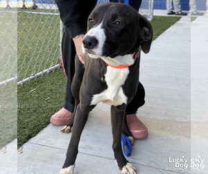 Lab-Pointer Dogs for adoption in Washington, DC, USA