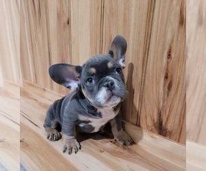 French Bulldog Puppy for sale in INDIANAPOLIS, IN, USA