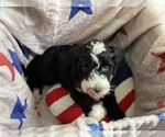 Small #1 Australian Labradoodle-Bernedoodle Mix