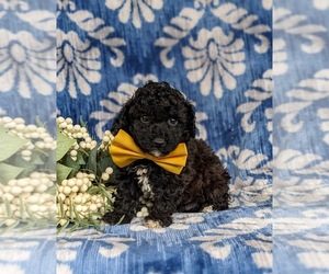Poodle (Toy) Puppy for sale in KIRKWOOD, PA, USA