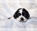 Small Photo #3 Cocker Spaniel Puppy For Sale in SALEM, OR, USA