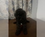 Small #27 Cockapoo