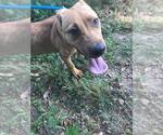 Small #1 Labrador Retriever Mix