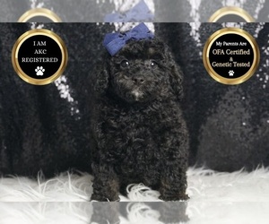 Poodle (Toy) Puppy for sale in WARSAW, IN, USA