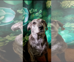 Small #4 Catahoula Leopard Dog Mix