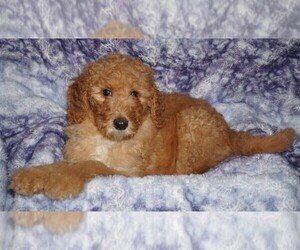 Labradoodle Puppy for sale in LA HABRA, CA, USA