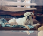 Small Photo #11 Boxer Puppy For Sale in Burnsville, MN, USA