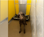 Small #8 Labradoodle