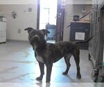 Small American Pit Bull Terrier Mix