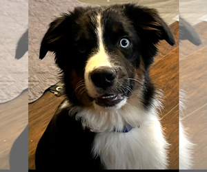 Australian Shepherd Puppy for Sale in MERCER, Wisconsin USA