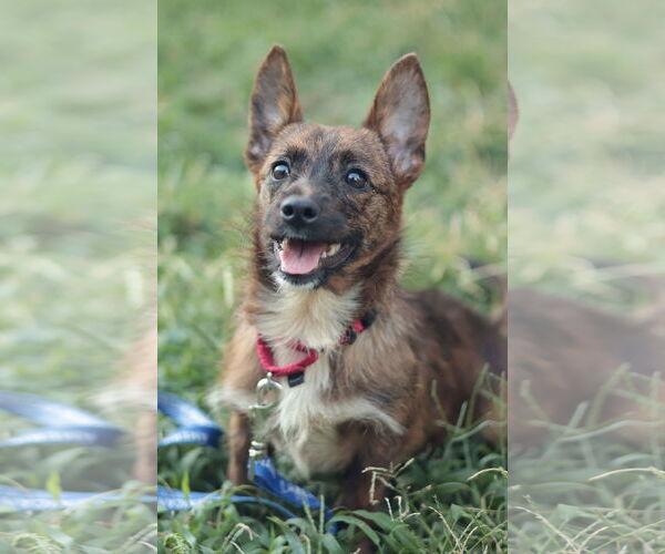 Medium Photo #2 Mutt Puppy For Sale in Philadelphia, PA, USA