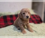 Small #14 Goldendoodle