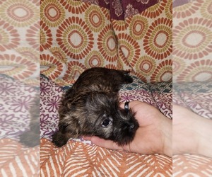 Neapolitan Mastiff Puppy for sale in METHUEN, MA, USA