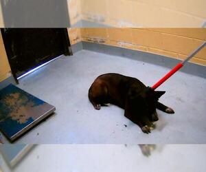 Mutt Dogs for adoption in Tulsa, OK, USA