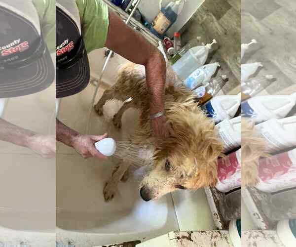 Medium Photo #13 Great Pyrenees-Unknown Mix Puppy For Sale in Croydon, NH, USA