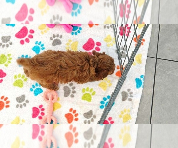 Medium Photo #10 Cavapoo (Miniature)-Poodle (Toy) Mix Puppy For Sale in ORO VALLEY, AZ, USA
