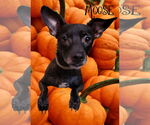 Small #3 Chiweenie