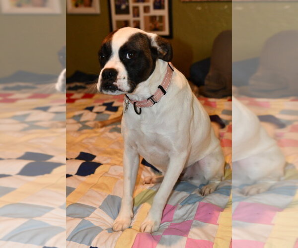Medium Photo #4 Boxer-Unknown Mix Puppy For Sale in Boston, MA, USA