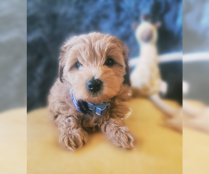 Goldendoodle-Poodle (Miniature) Mix Puppy for sale in FORT WAYNE, IN, USA