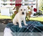 Small Photo #2 Labrador Retriever Puppy For Sale in DUNDEE, OH, USA