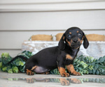 Small #2 Dachshund