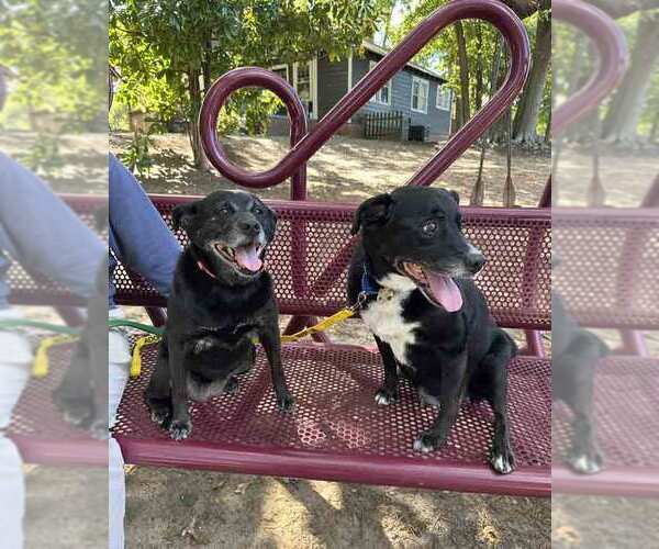 Medium Photo #3 Labrador Retriever-Unknown Mix Puppy For Sale in Kennesaw, GA, USA