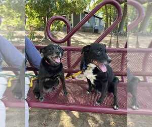 Boomer - Male Labrador Retriever-Unknown Mix Dog for Adoption - Photo #3