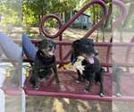 Small Photo #3 Labrador Retriever-Unknown Mix Puppy For Sale in Kennesaw, GA, USA
