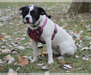 Dottie - Female Lab-Pointer Dog for Adoption - Photo #16