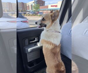 Pembroke Welsh Corgi Dogs for adoption in Princeton, MN, USA