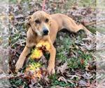 Small #1 Catahoula Leopard Dog-Labrador Retriever Mix