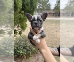 Small #3 French Bulldog