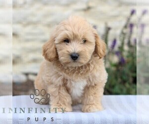 Maltipoo Puppy for sale in LEBANON, PA, USA